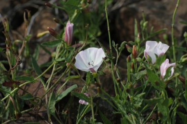 Alan gündüzsefası buzlu