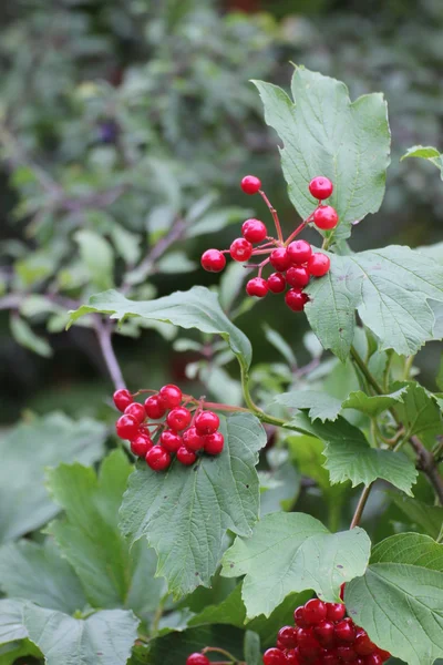 Guelder ローズの果実 — ストック写真