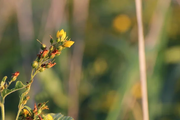 Yellow Loosestrife Blossoms — Stock Photo, Image