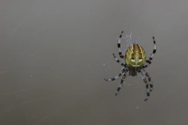 Four-spot orb-weaver sitting in its web — Stock Photo, Image