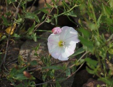 Alan gündüzsefası buzlu