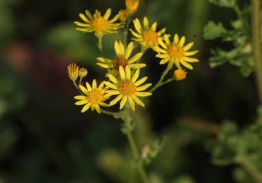 Ragwort çiçekleri