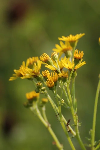 Flores do ragwort — Fotografia de Stock