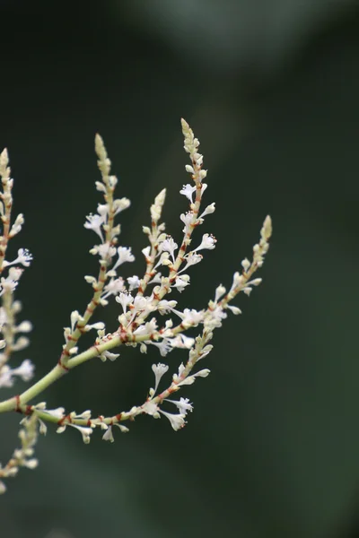 Flores da Sakhalin Knotweed — Fotografia de Stock