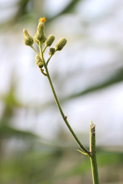 Marsh ekmek-thistle çiçek — Stok fotoğraf