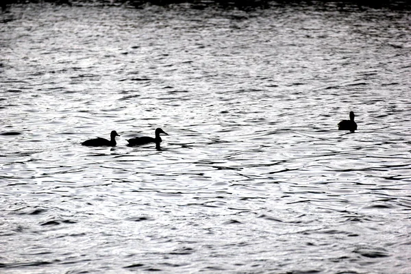 Silhouette di anatre da nuoto — Foto Stock