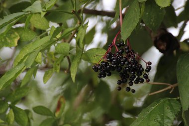 Çilek oth siyah yaşlı