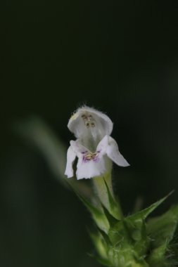 Kenevir-ısırgan türler (Galeopsis pubescens subsp