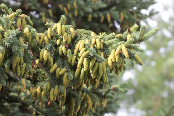Young White Spruce Cones — Stock Photo, Image