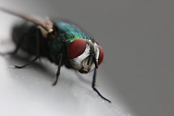 Mosca botella verde — Foto de Stock