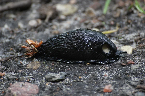 Babosa negra en el suelo — Foto de Stock