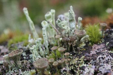 Farklı Kupası liken ölü odun içinde makro