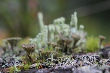 Farklı Kupası liken ölü odun içinde makro