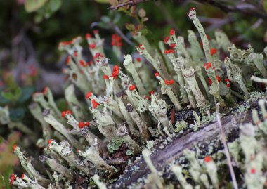 Farklı Kupası liken ölü odun içinde makro