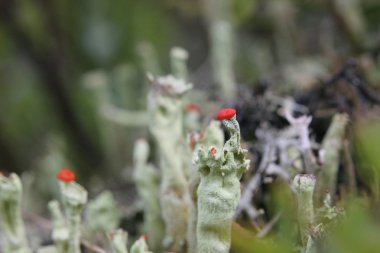 Farklı Kupası liken ölü odun içinde makro