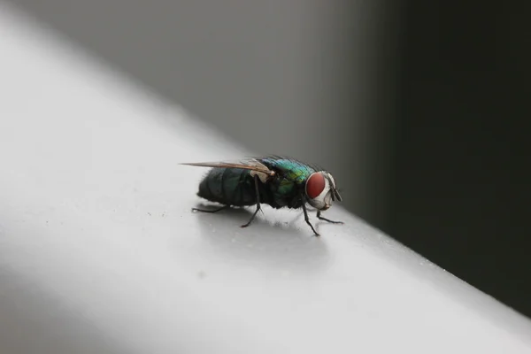 Verde garrafa mosca — Fotografia de Stock