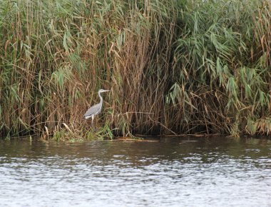 Reed, gri balıkçıl