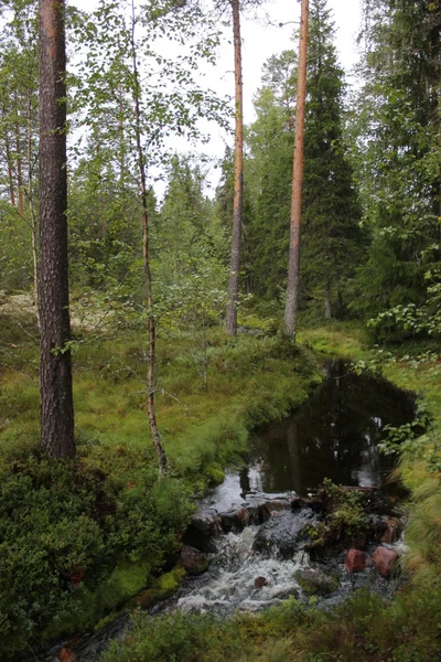 Um pequeno fluxo em Dalarna, na Suécia — Fotografia de Stock