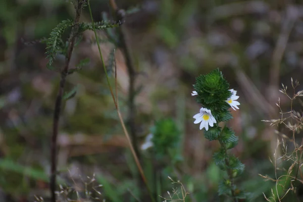 Drug eyebright with blossoms — Stock Photo, Image