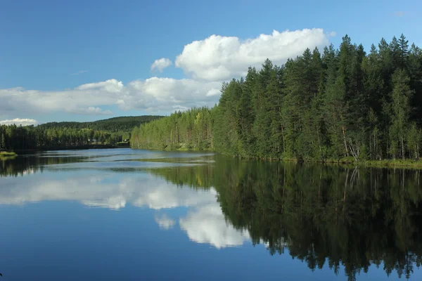 Réflexions de la forêt — Photo