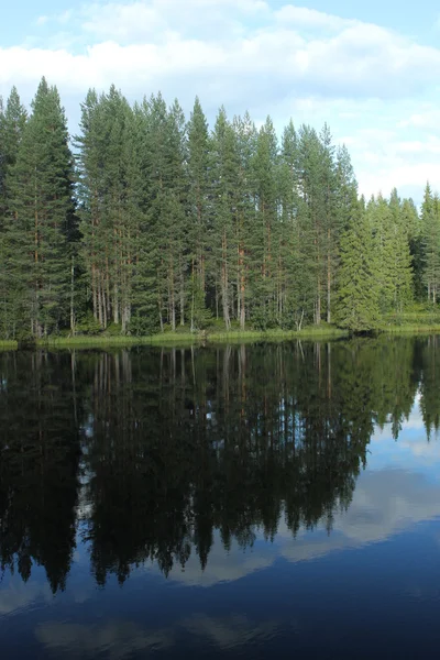 Réflexions de la forêt — Photo