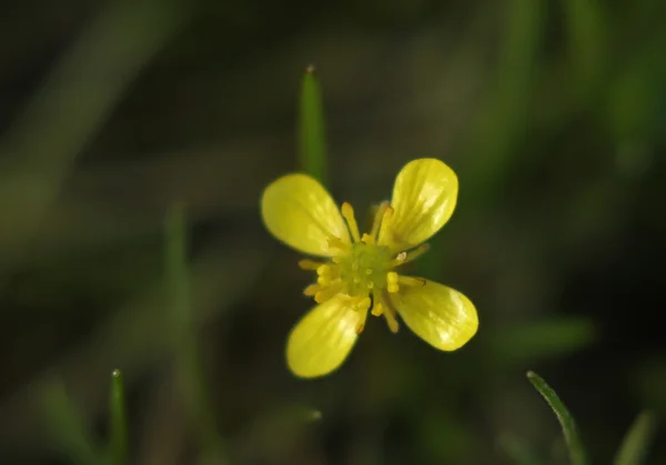 Bog Marshcress op een strand in Zweden — Stockfoto