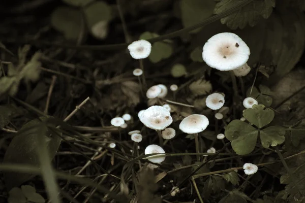 Weiße Pilze mit Sepia-Effekt — Stockfoto