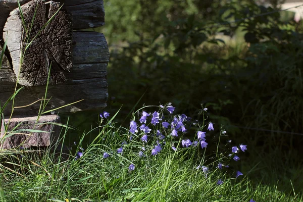 Bellflower, na rogu chatce w Szwecji — Zdjęcie stockowe