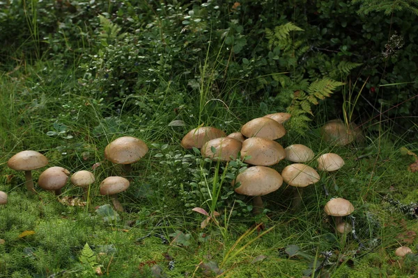 Grand groupe de boulons en bouleau en Suède — Photo