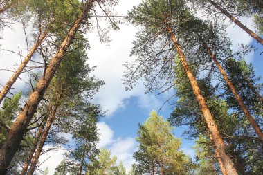 Dalarna içinde bir çam ormanı içinde yukarı doğru görünümü