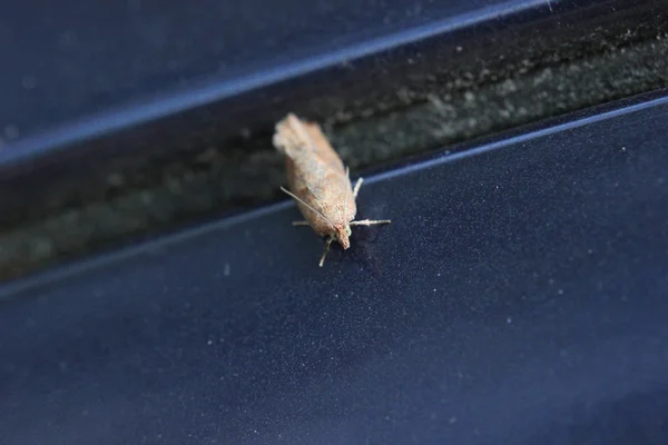 Polilla en la brecha — Foto de Stock