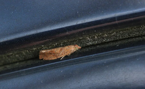 Polilla en la brecha — Foto de Stock