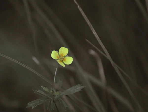 Blossom of potentilla erecta — Stock Photo, Image