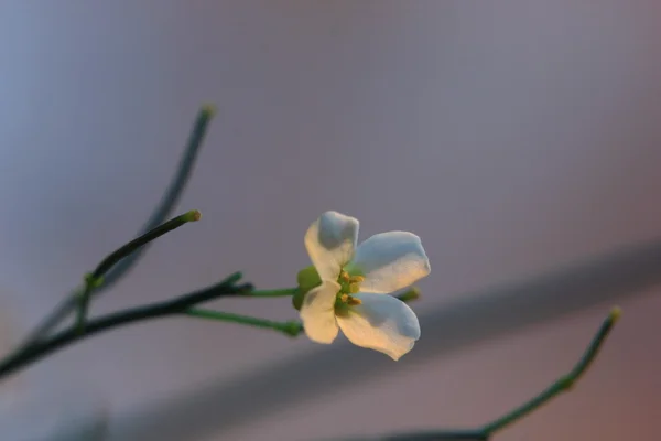 Arabidopsis arenosa en Suède — Photo