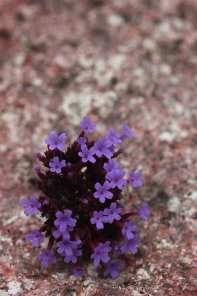 紫花草花 — 图库照片