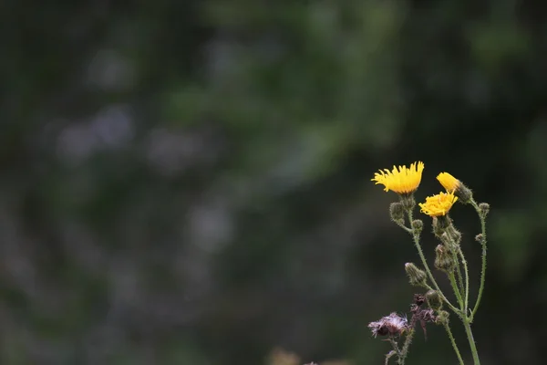 Flor do cardo-porca-pântano — Fotografia de Stock