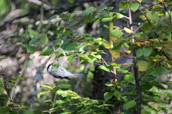 Seins de saule accrochés à une brindille de bouleau — Photo