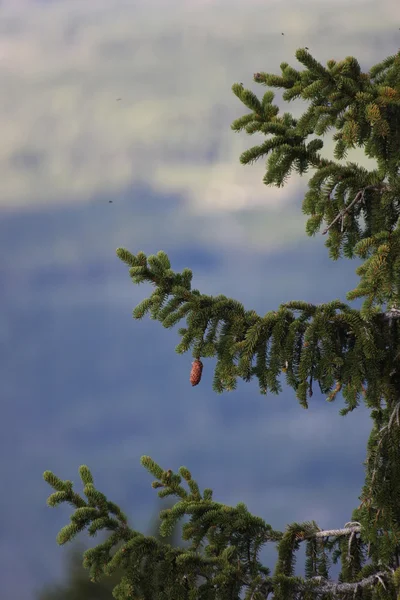 Конус опальной ели, висящий на дереве — стоковое фото