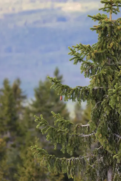 Конус опальной ели, висящий на дереве — стоковое фото