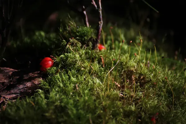Red Berries In Moss — Stock Photo, Image