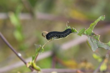 Larva Yellowcress üzerinde