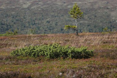 Ardıç cüce çalı