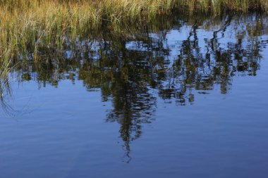 Ağaç yansıma ve çim