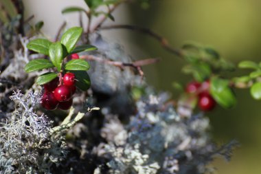 İsveç kirazı ve İsveç'te liken