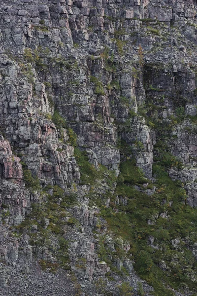 成長する植物と岩の崖 — ストック写真