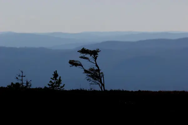 Montañas azules con silueta de árbol — Foto de Stock