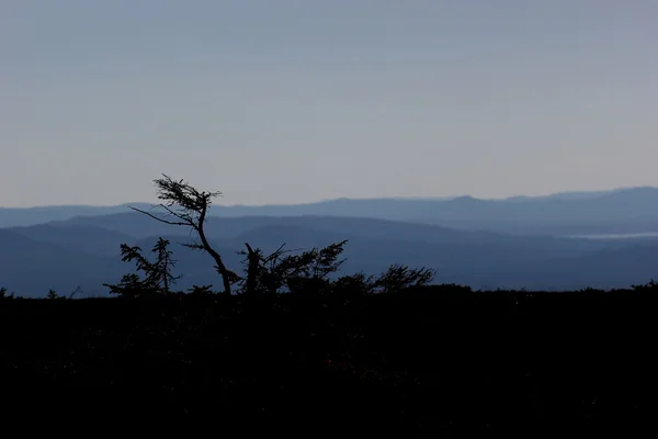 Montagnes bleues avec silhouette d'arbre — Photo