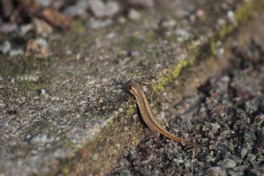 Çok genç pürüzsüz newt kaldırıma tırmanma