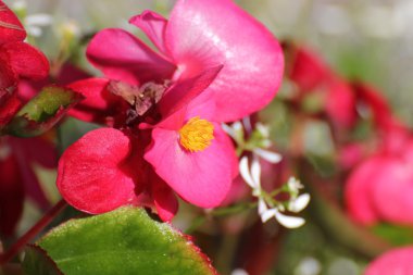 Semperflorens-cultorum hibrid x süs Begonya çiçekleri