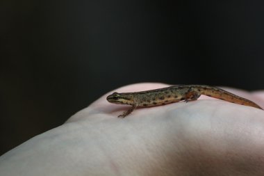 Newt yandan düzgün